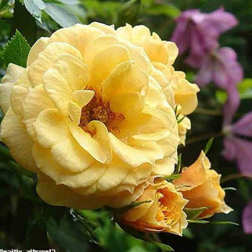 Rosa Zorba™ - sárga - Apróvirágú - magastörzsű rózsafa- csüngő koronaforma